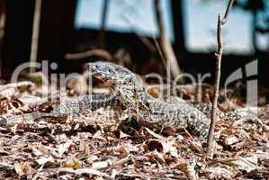 Monitor Lizard in the Whitsundays