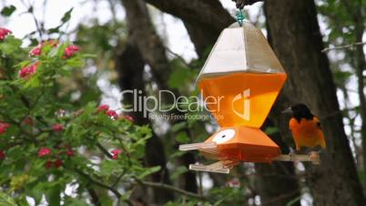 oriole at feeder