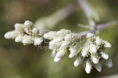 Gewöhnliches Katzenpfötchen - Antennaria dioica