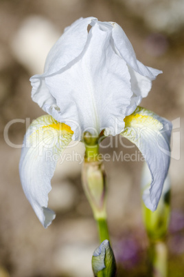 Bleiche Schwertlilie - Iris pallida Lam