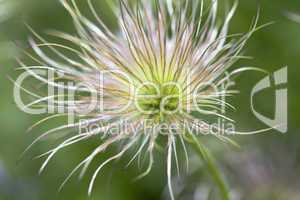 Steirische Küchenschelle - Pulsatilla styriaca