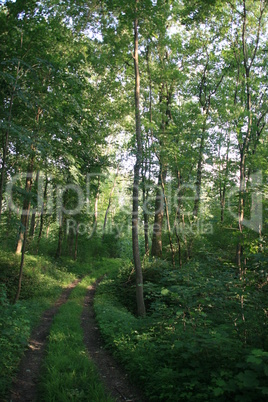 Waldweg