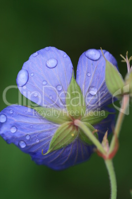 lila Blüte mit Regentropfen
