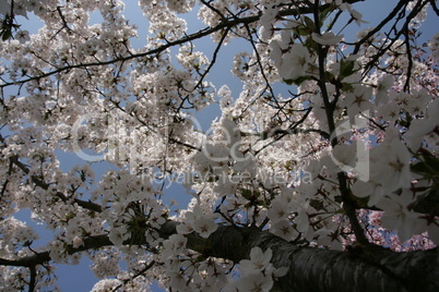 Baumblüte im Frühjahr