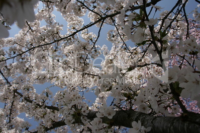 Blüte im Frühjahr