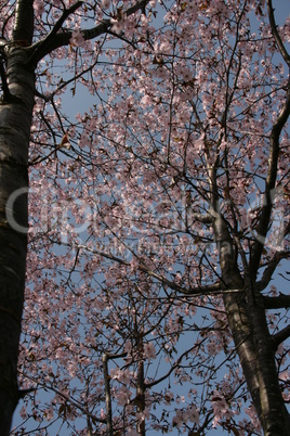 Blüte im Frühling