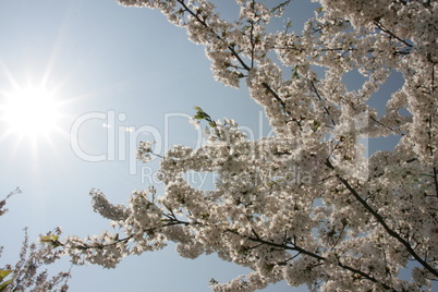 Blüten im Sonnenschein