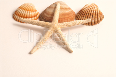 shells