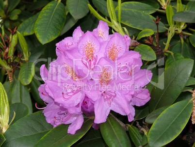 Rhododendron