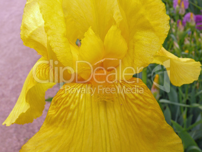 Gelbe Iris, close-up