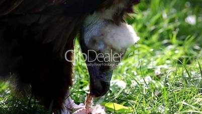 black vulture eat meat
