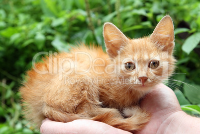 small red cat in hands