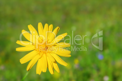 yellow flower close-up