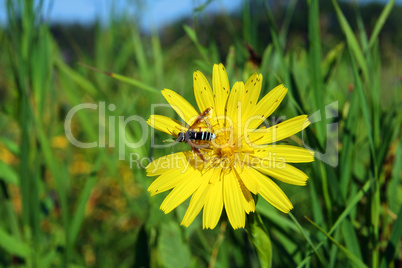 bee on yellow flower close-up