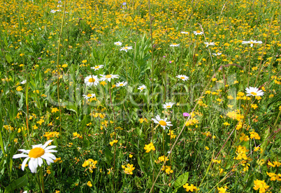 blossom flowers on meadow