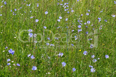 blue chicory flowers