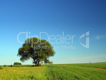 single tree in summer field