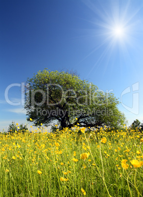 strange tree and buttercups