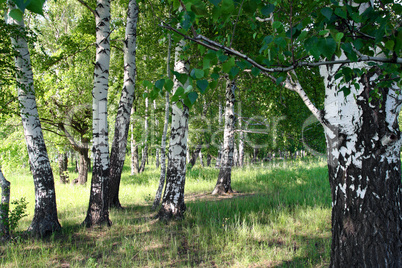 summer birch forest