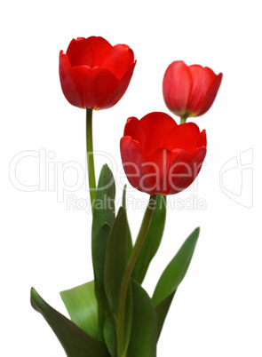 three red tulip bunch