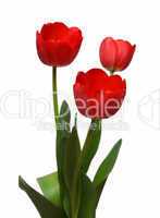 three red tulip bunch
