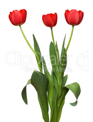 three red tulip bunch