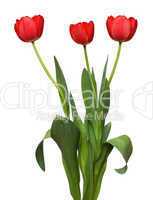 three red tulip bunch