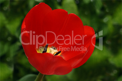 red tulip on green background