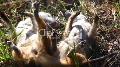 Suricate - meerkat on grass