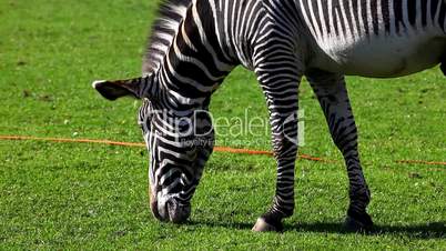 Zebra feed on grass