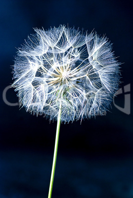 Dandelion flower