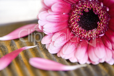 Gerbera pink