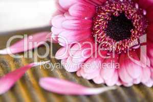 Gerbera pink