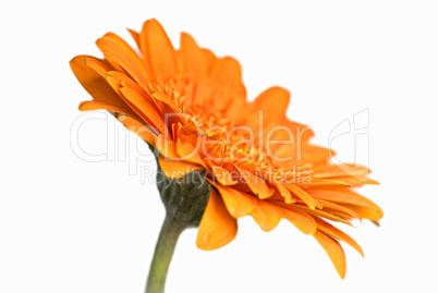 Gerbera