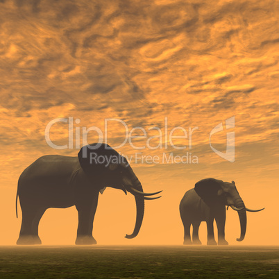 Elefanten im Abendrot