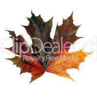 maple leaf on tablecloth