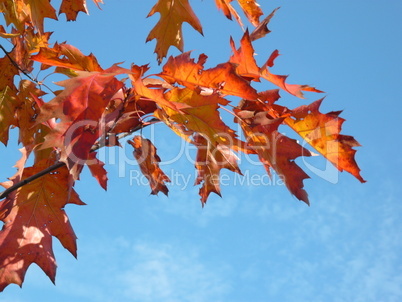 red maple at autumn