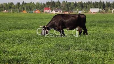 Cow eat grass
