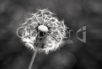 Dandelion Flower