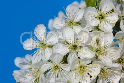 Cherry in bloom over a blue sky