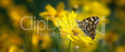 Painted lady butterfly on mums