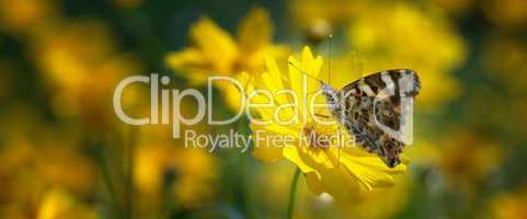 Painted lady butterfly on mums