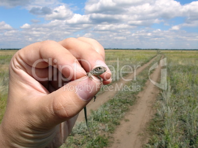 Lizard in the hand