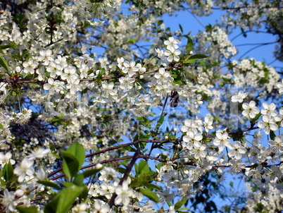 Cherry blossom