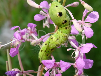 Green caterpillar on flowers