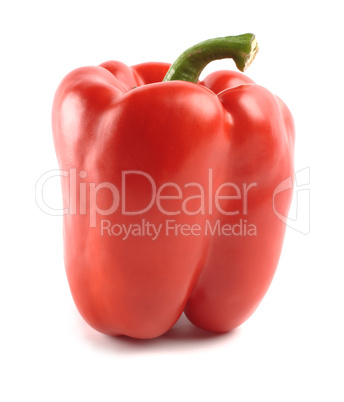 Single red bell pepper