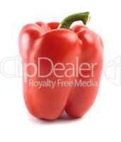 Single red bell pepper