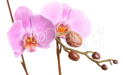 Closeup of a beautiful pink Phalaenopsis orchid
