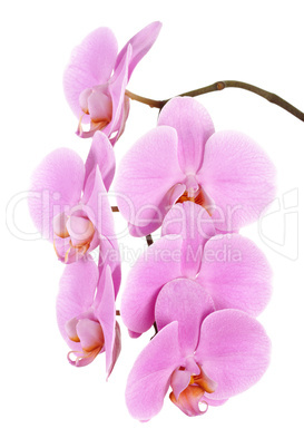 Beautiful flowers of a pink Phalaenopsis orchid