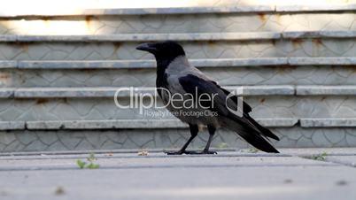 Crow